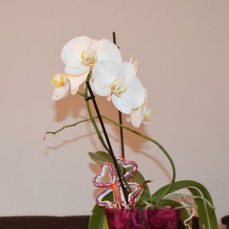 Central Appartment St'S Martin Church บราชอฟ ภายนอก รูปภาพ